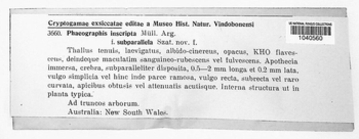 Halegrapha mucronata image